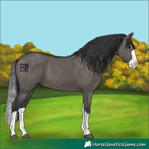 Horse Color:Grullo Splash