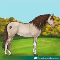 Horse Color:Gray Buckskin Pearl Dun Tobiano