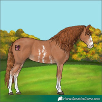 Horse Color:Chestnut Sabino