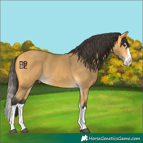 Horse Color:Buckskin Splash