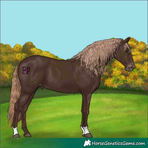 Horse Color:Liver Chestnut Appaloosa 