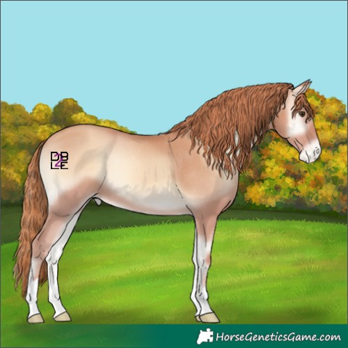 Horse Color:Gold Champagne Onyx Appaloosa 