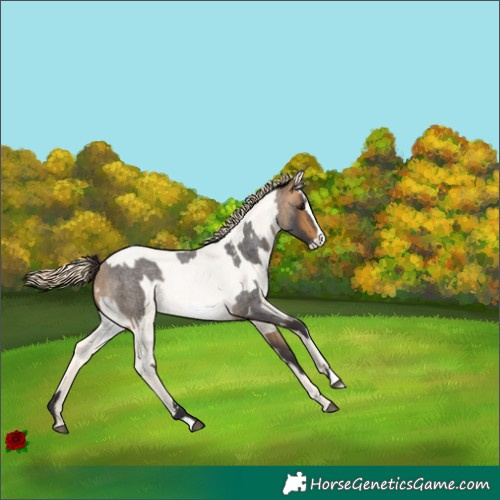 Horse Color:Buckskin Roan and Buckskin Roan Pearl Frame