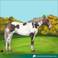 Horse Color:Buckskin Tobiano and Buckskin Roan Pearl Frame