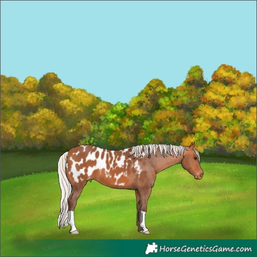 Horse Color:Silver Bay Near Leopard 
