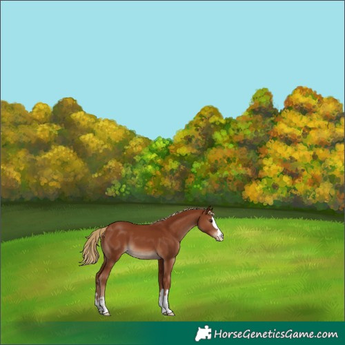 Horse Color:Chestnut Appaloosa