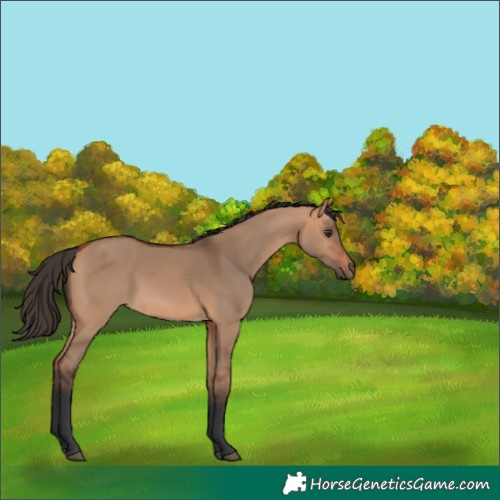 Horse Color:Bay Dun