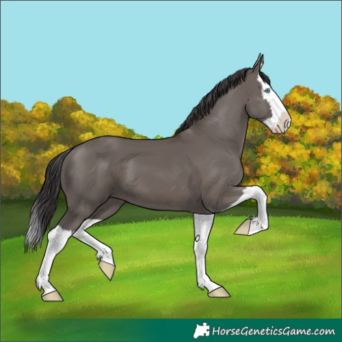 Horse Color:Smoky Grullo Splash 