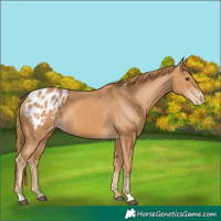 Horse Color:Chestnut Appaloosa