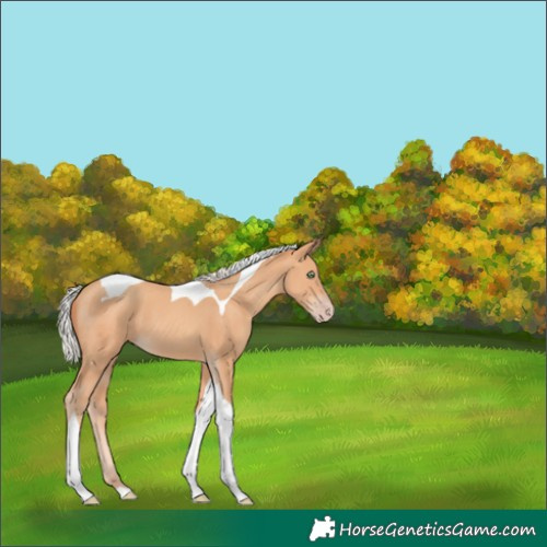 Horse Color:Silver Amber Champagne Tobiano 
