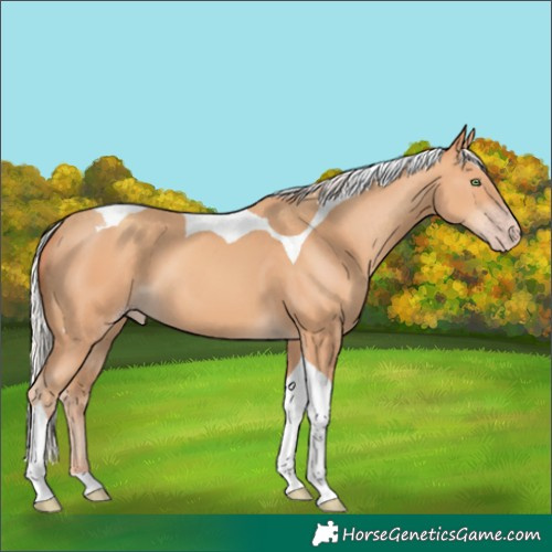 Horse Color:Silver Amber Champagne Tobiano
