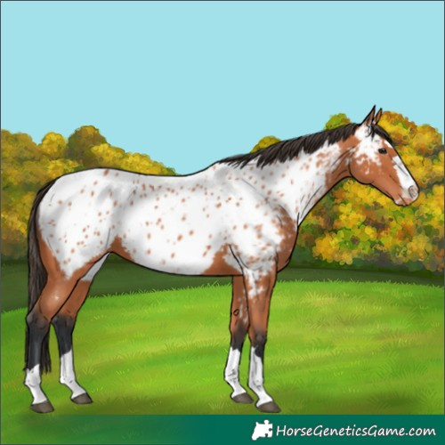 Horse Color:Bay Near Leopard 