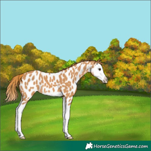 Horse Color:Chestnut Splash Appaloosa 