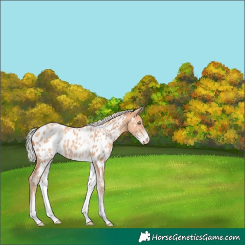 Horse Color:White Spotted Silver Amber Champagne Appaloosa Rabicano 