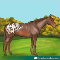 Horse Color:Chestnut Appaloosa