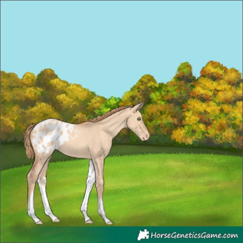 Horse Color:White Spotted Gold Champagne Dun Appaloosa Rabicano 