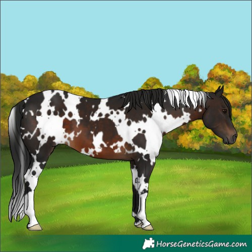 Horse Color:Gray White Spotted Brown