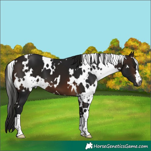 Horse Color:Gray White Spotted Bay 
