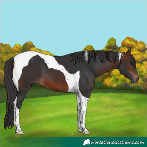 Horse Color:Brown Tobiano 