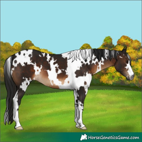 Horse Color:Gray White Spotted Brown 