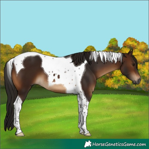 Horse Color:Gray Bay Tobiano
