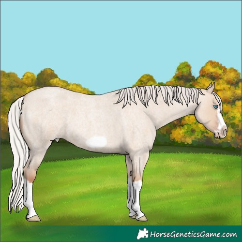 Horse Color:Silver Classic Champagne Roan Dun Splash Frame 
