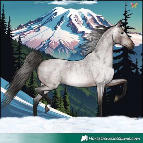 Horse Color:Gray Bay Roan