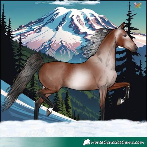 Horse Color:Gray Bay 