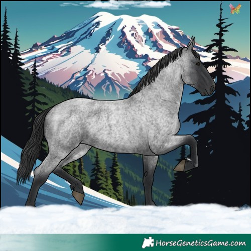 Horse Color:Blue Roan