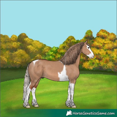 Horse Color:Red Dun Splash Tobiano 