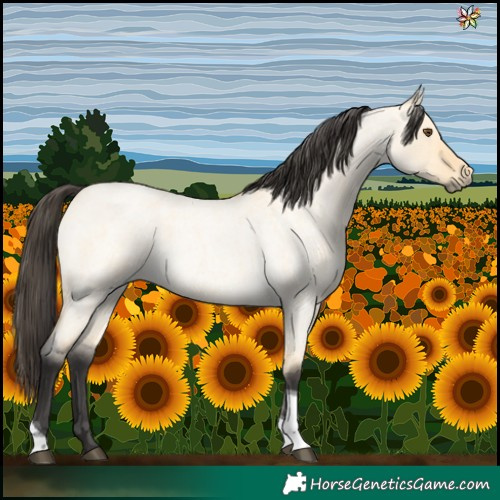 Horse Color:Buckskin Roan Dun Tobiano 