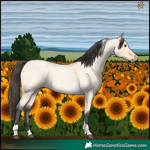 Horse Color:Buckskin Roan Dun Tobiano 