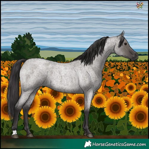 Horse Color:Smoky Grullo Roan 