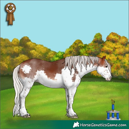 Horse Color:Silver Brown Splash