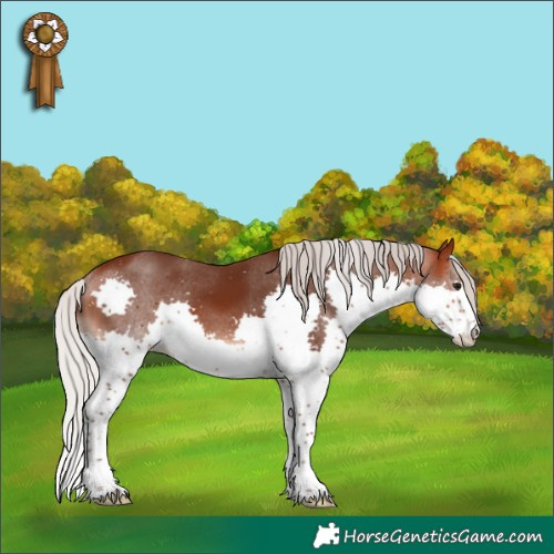 Horse Color:Silver Brown Splash 