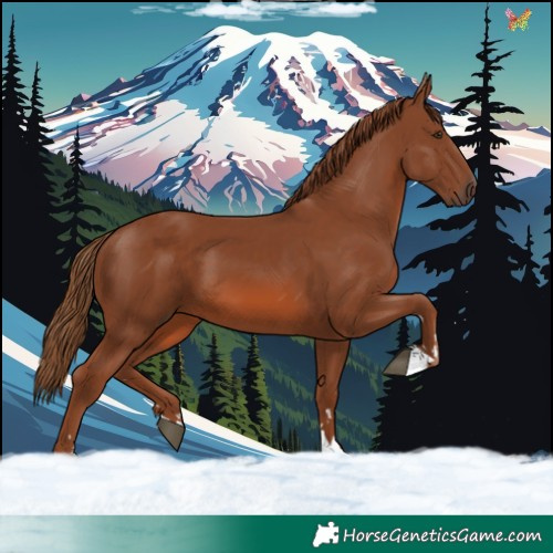 Horse Color:Chestnut 