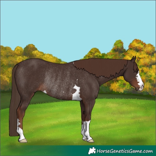 Horse Color:Liver Chestnut Rabicano