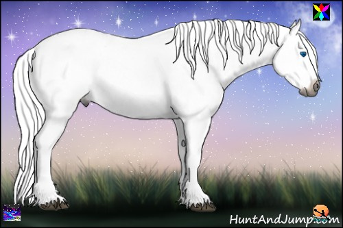 Horse Color:Gray White Spotted Black Splash 