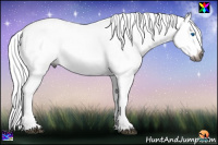 Horse Color:Gray White Spotted Black Splash 