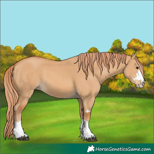 Horse Color:Red Dun 