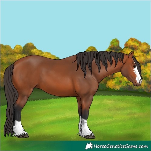 Horse Color:Bay 