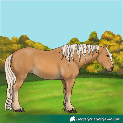 Horse Color:Palomino 