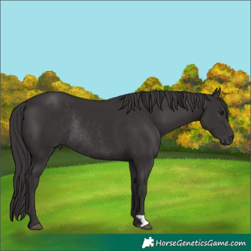Horse Color:Smoky Black Rabicano