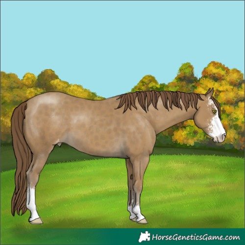 Horse Color:Classic Cream Champagne Sabino Appaloosa 