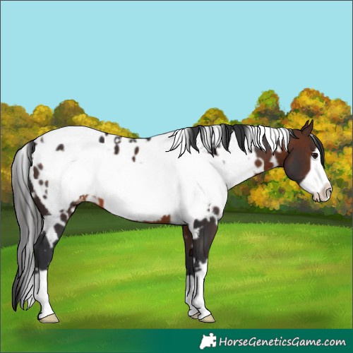 Horse Color:White Spotted Brown Frame Appaloosa 