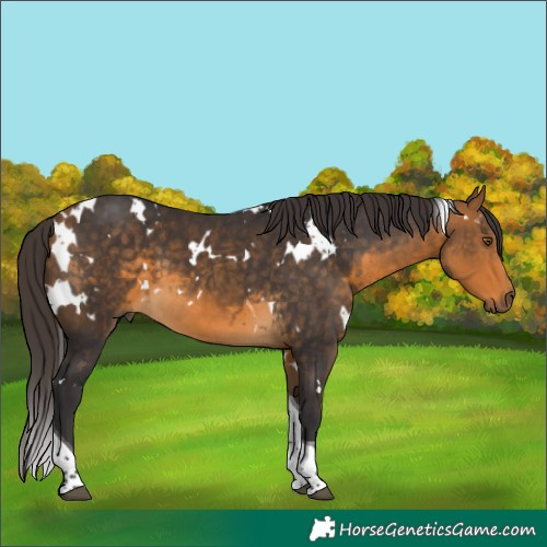 Horse Color:White Spotted Buckskin Tobiano 