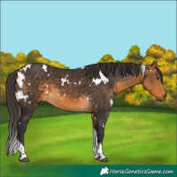 Horse Color:White Spotted Buckskin Tobiano