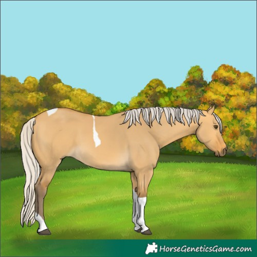 Horse Color:Silver Buckskin Dun Tobiano 