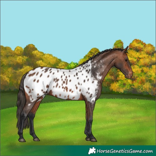 Horse Color:Bay Appaloosa 