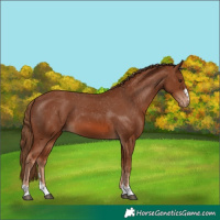 Horse Color:Chestnut Appaloosa